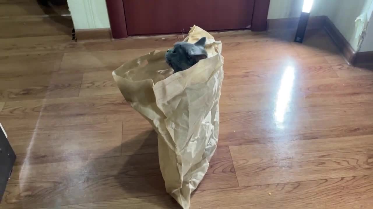 4 kg of Rage 🐱🐱😁😁