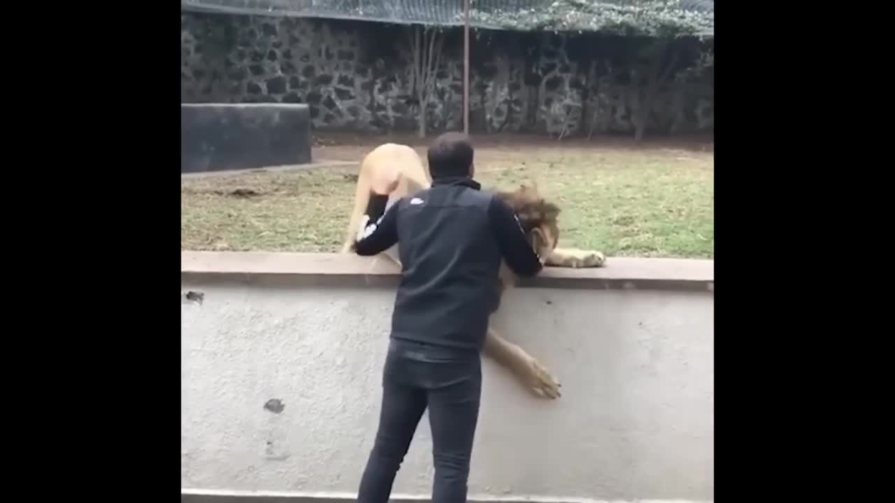 Animals Reunited With Owners AFTER YEARS!