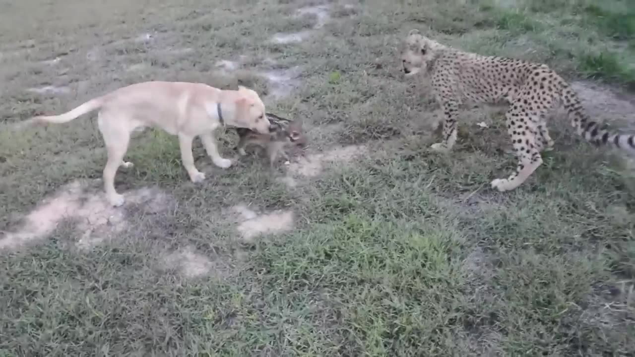 This dog and the cheetah met as children, two years later, they are still inseparable