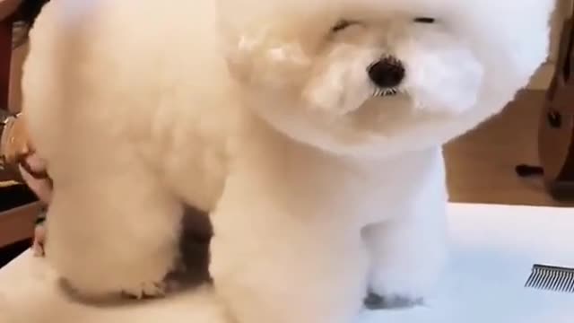 Cute dog funny video