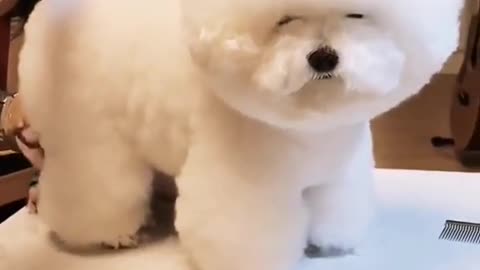 Cute dog funny video