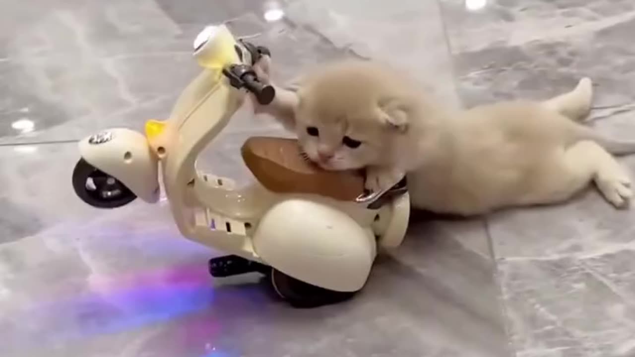 Kitten is driving scooter toy 🤭😻