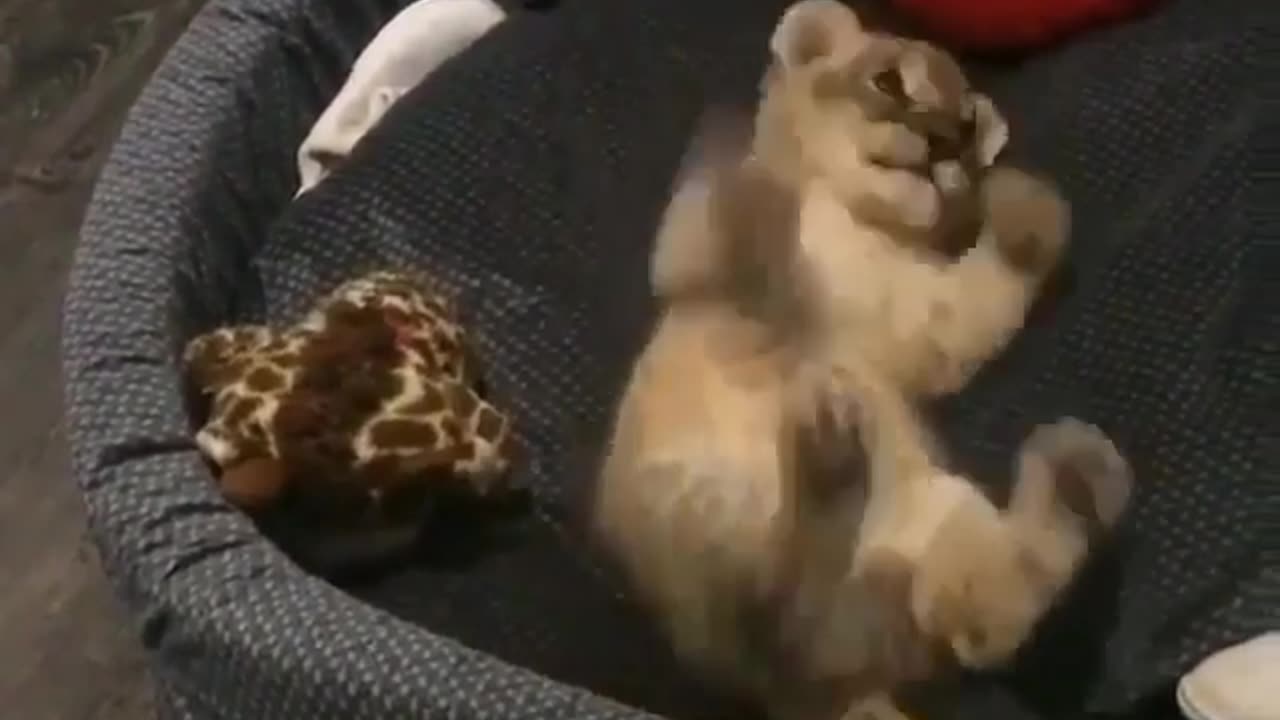 Baby lion playing