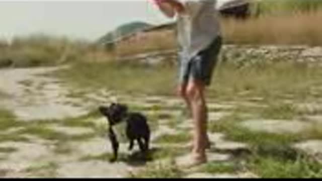 Funniest And Cutest Dog Training New Too Cute!