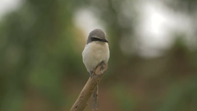 Free bird in nature!!