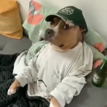 Funny Dog - Cute Dog-#shorts