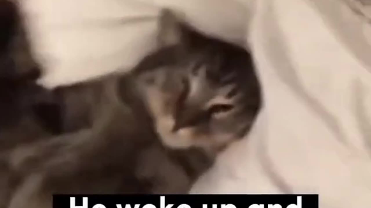 Dont mess with me Kitties