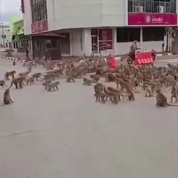 Tailandia | La guerra entre bandas de monos tailandeses aterroriza a toda la ciudad.