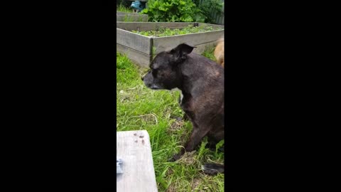 Funny d cute animals