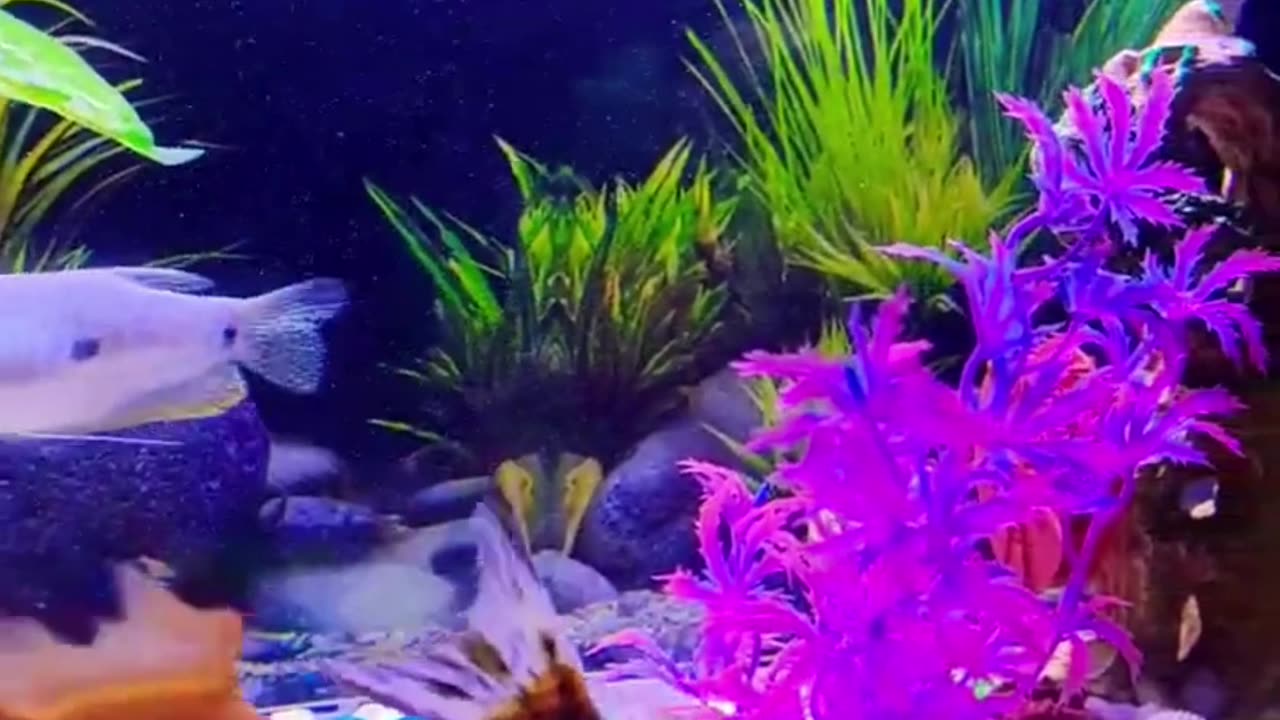 A_Unique_World_Of_Fishes. Nice_£ish_Aquarium #Water_World_Aquarium #Viral_Shorts