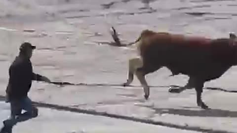 Incredible animal escape