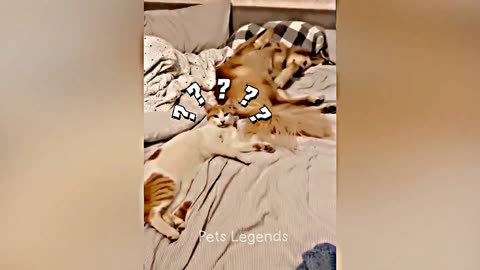 Cute and funny animals movements😍