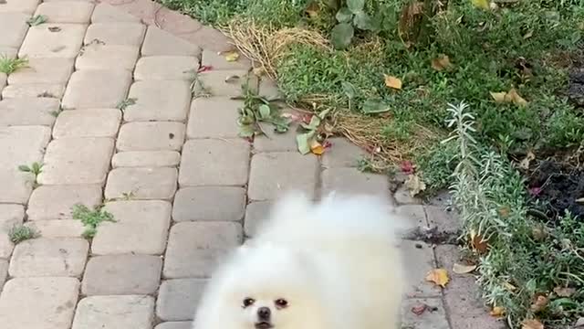 An adorable white dog breaking