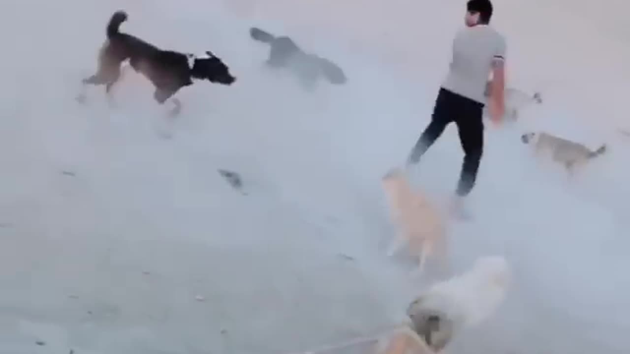 Dog vs man fight😂😂