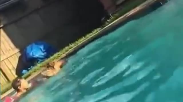 Dog saves baby from drowning