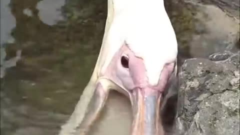 Pelican Viral Video #rumbleshorts