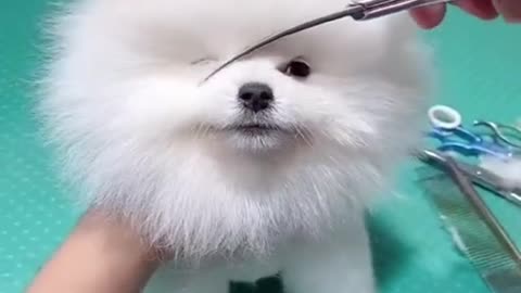 Funny dog