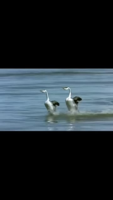 Western grebes engage in a courtship dance called "rushing," in which the birds walk on water.