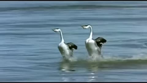 Western grebes engage in a courtship dance called "rushing," in which the birds walk on water.