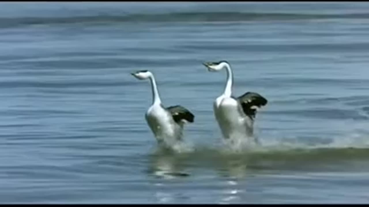 Western grebes engage in a courtship dance called "rushing," in which the birds walk on water.