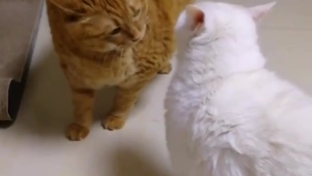 There are such lovely animals as cats in the world