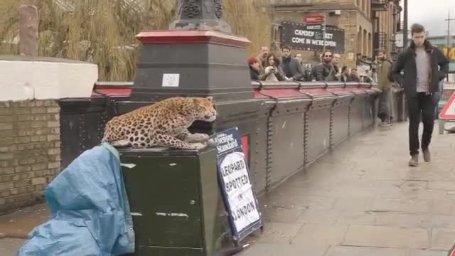 APRIL FOOL! Leopard Prank Had Everyone Scared