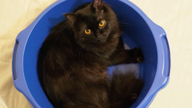 Big black maine coon norwegian forest cat sitting confortably in a blue bowl and looking up