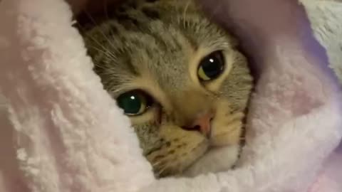 Cute cat in a blanket