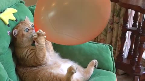 Cai is blowing balloon So talented cat 😺