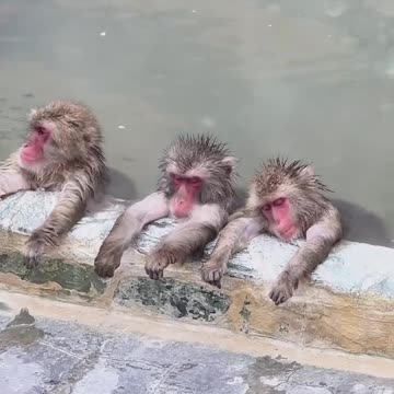 Animal monkeys