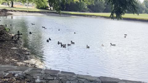 Ducks