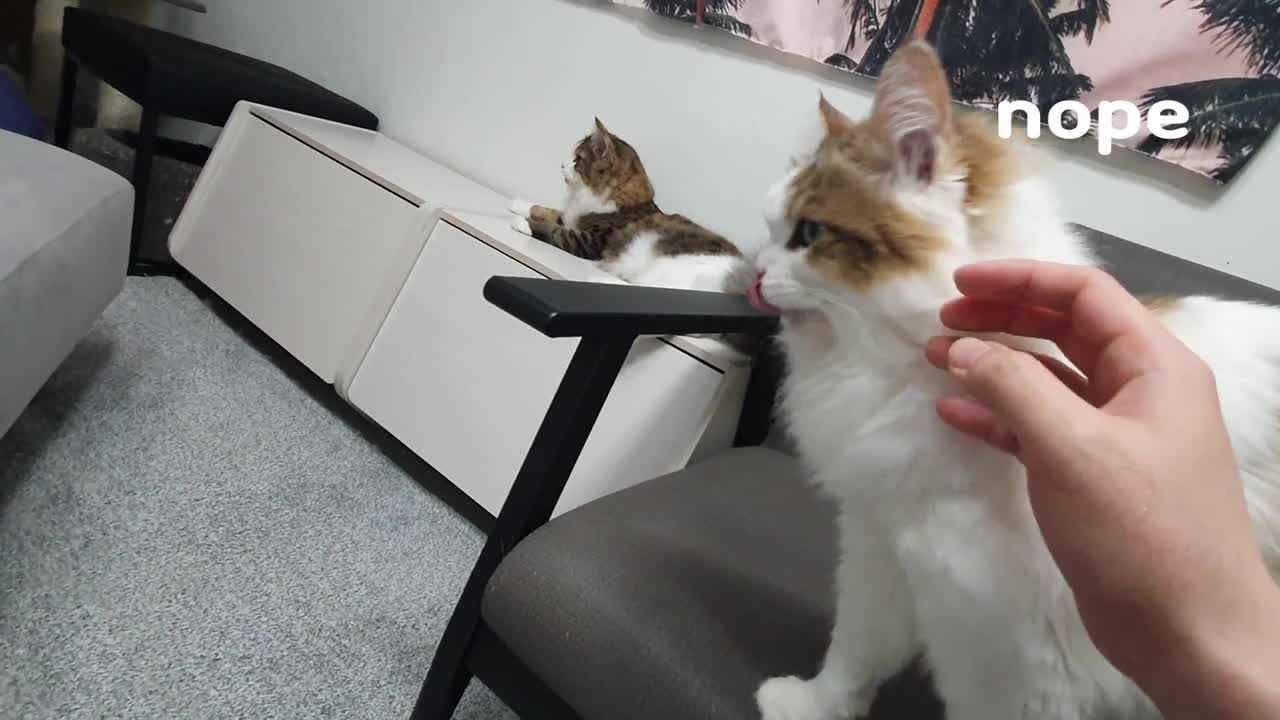 Touching the cat cheek is not allowed