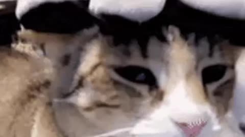 Cute Cat Gif