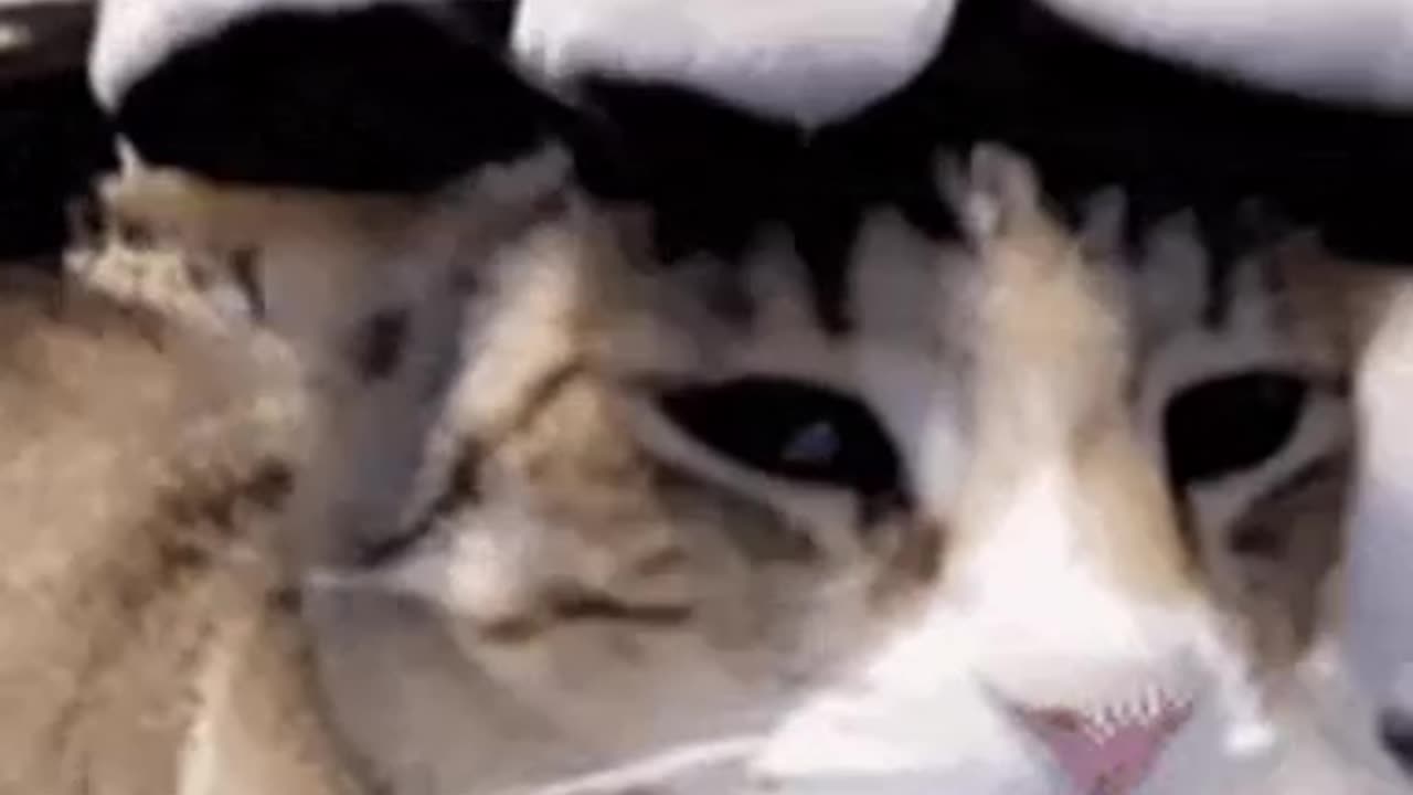 Cute Cat Gif