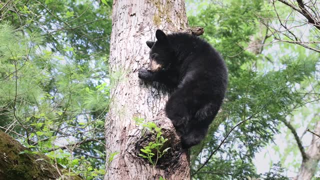 Bear in a Tree