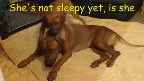 Super Patient Ridgeback Dog Puts Up With Pup Who Won't Sleep