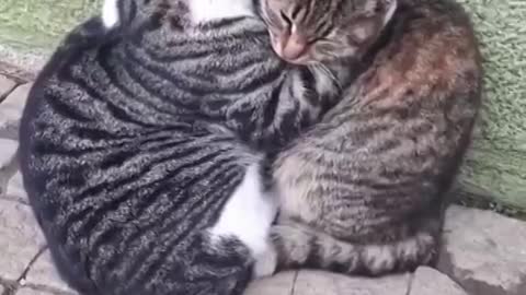 Friendship cats