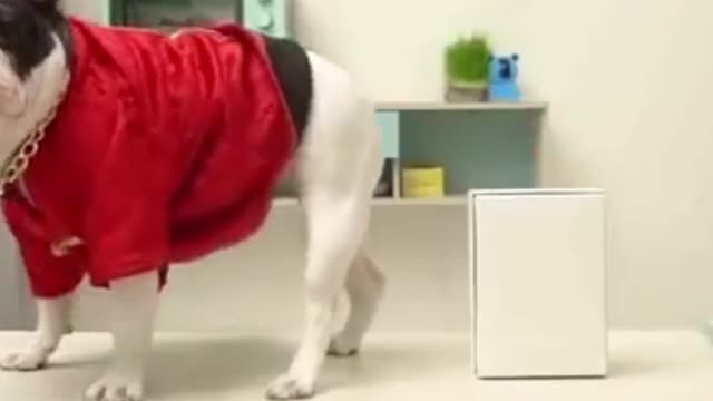 Try Not To Laugh or Grin While Watching Funny Animals Compilation