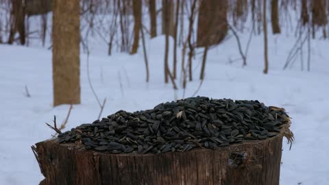 Bored Cat TV - Close Up of Birds Eating Sunflower Seeds on a Wood Stump During Winter.