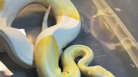 Snakes