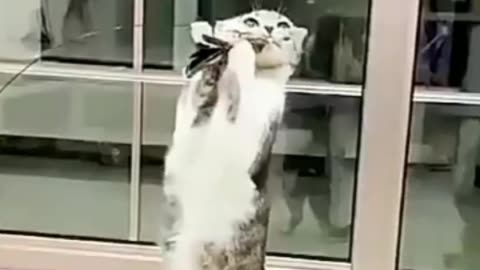 Epoxy Sucker Steel Wire Long Brush Holder Feather Cat Teaser