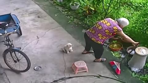 Funny Animals