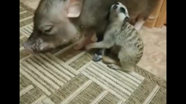 Funny animals that will make you laugh😅