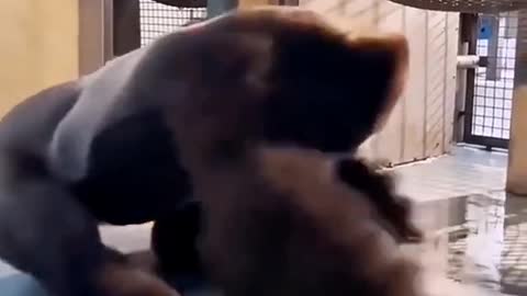 The gorilla