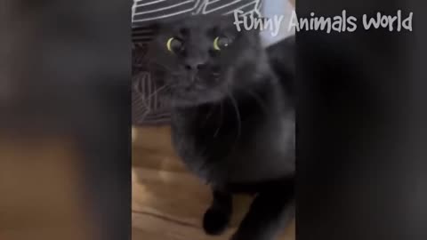 Funny cats videos