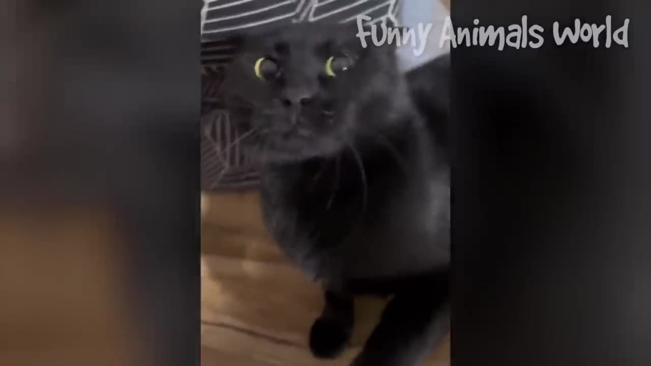 Funny cats videos