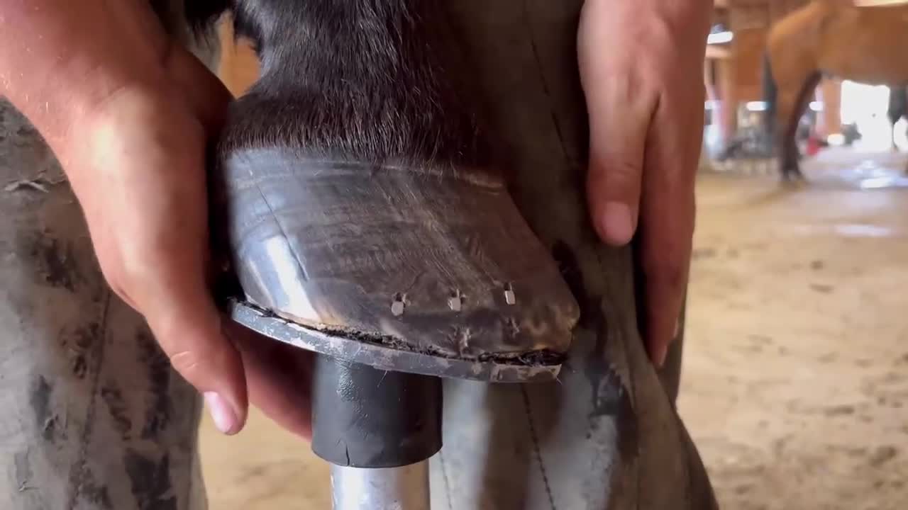 Trim the nails on a horse's fingernails