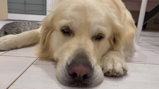 Golden Retriever is shocked that the kitten thinks that he is his mother