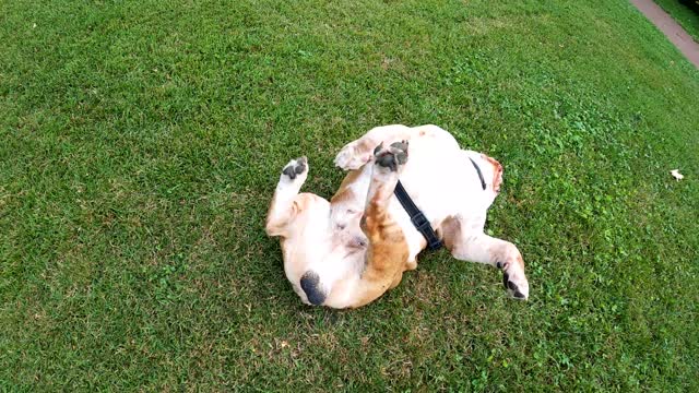 Video of a dog rolling on the grass.