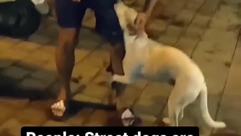 Very enocent street dog 🐶🐶🐶he is carrying